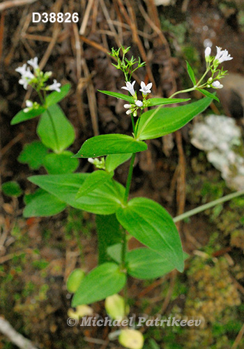 Purple Bluet (Houstonia purpurea)